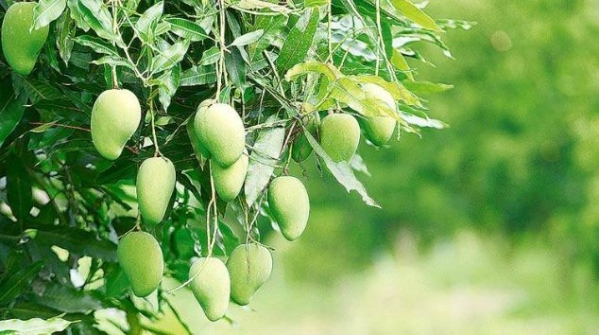 Chống tán thư trên xoài