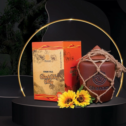 Chum bạch trà mây Tà Xùa