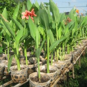 Chuối hoa huệ đỏ