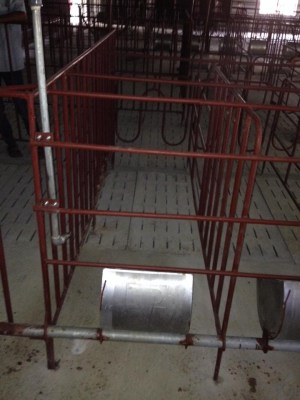 Chuồng heo mang thai hậu bị máng lật