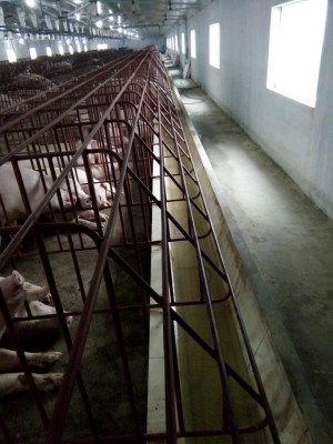 Chuồng heo mang thai hậu bị máng xây
