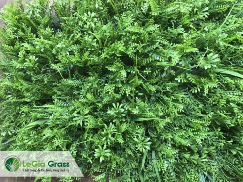 Cỏ tấm lá dưởng sỉ