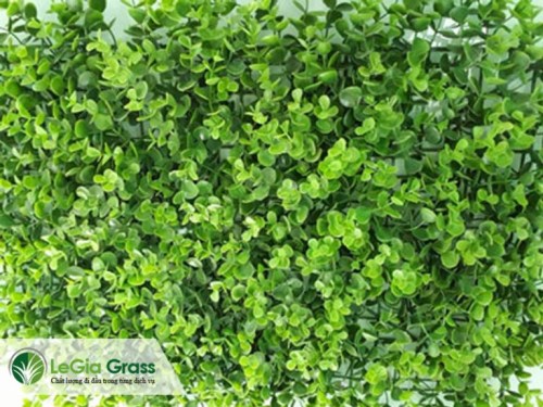 Cỏ tấm lá mắt trâu