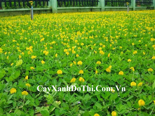 Cỏ đậu phộng