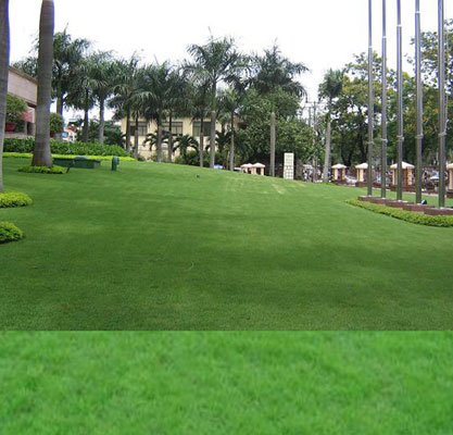 Cỏ nhung Nhật