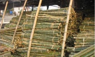 Cọc loại 1
