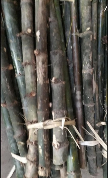 Cọc loại 1