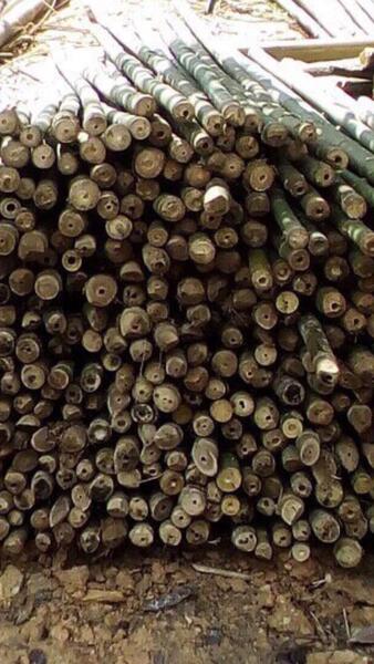 Cọc loại 1