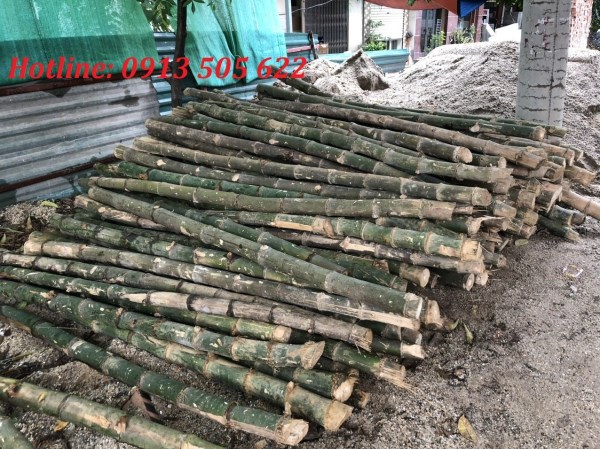 Cọc tre