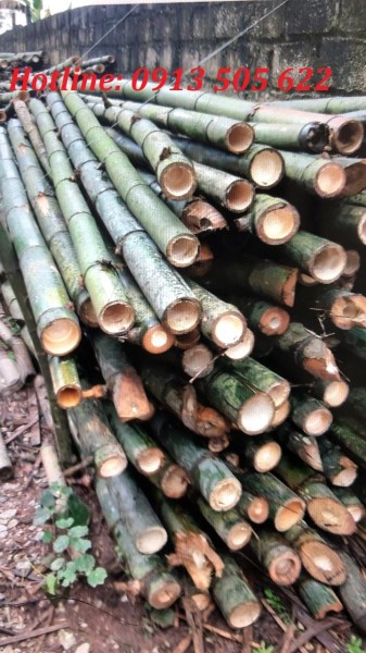 Cọc tre