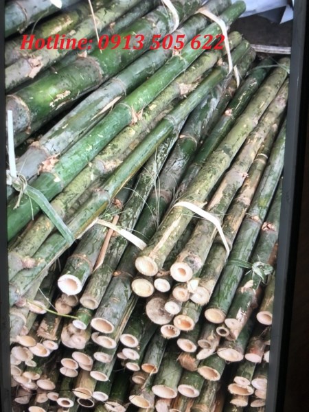 Cọc tre