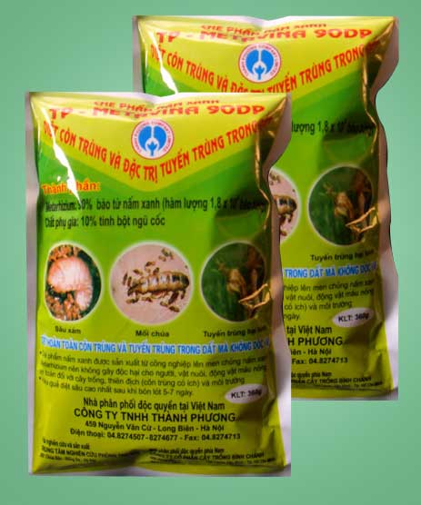 Chế phẩm nấm xanh diệt côn trùng trong đất