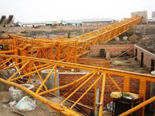 Cây ngũ gia bì cẩm thạch