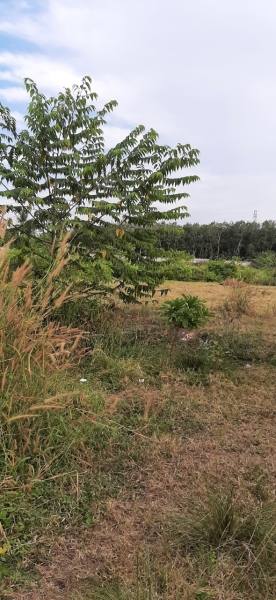 Nhà xưởng cho thuê