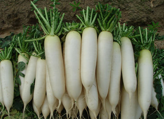 Củ cải trắng