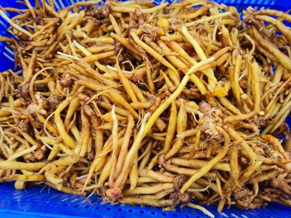 Củ ngải bùn