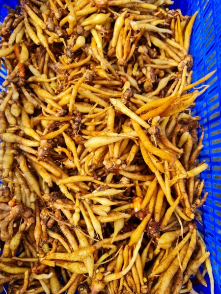 Củ ngải bùn