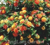 Cúc ngũ sắc đỏ