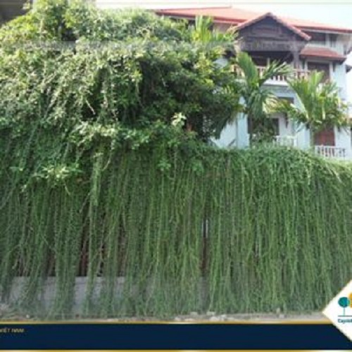 Cây cúc tần ấn độ