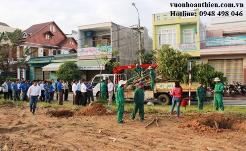 Cung cấp và trồng cây bóng mát