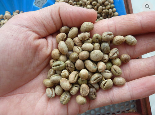 Cà phê Culi Robusta