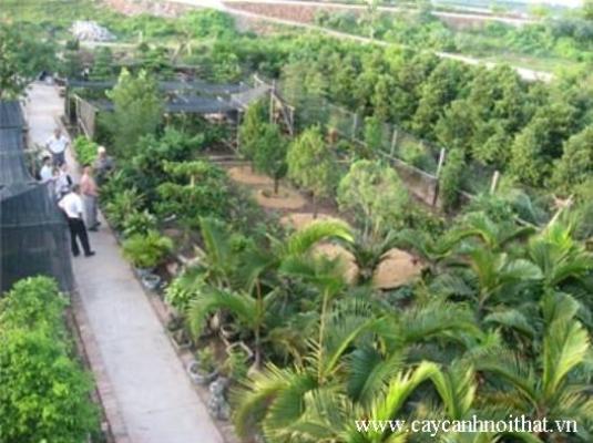 Cung cấp cây xanh