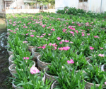 Cung cấp cây xanh