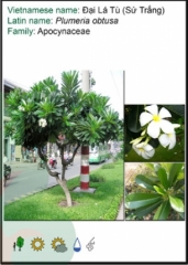 Đại lá tù