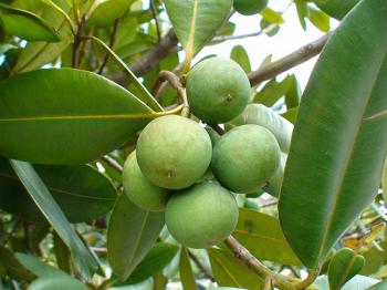 Dầu mù u
