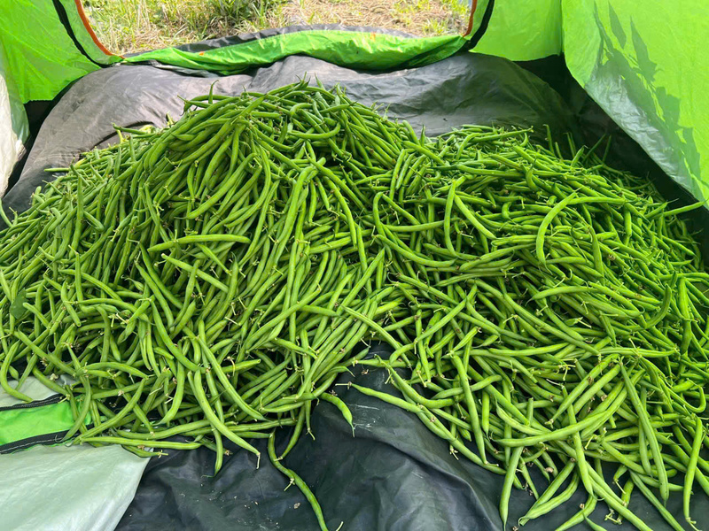Đậu đũa