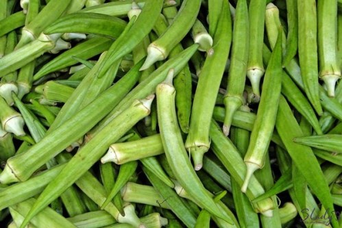Đậu bắp