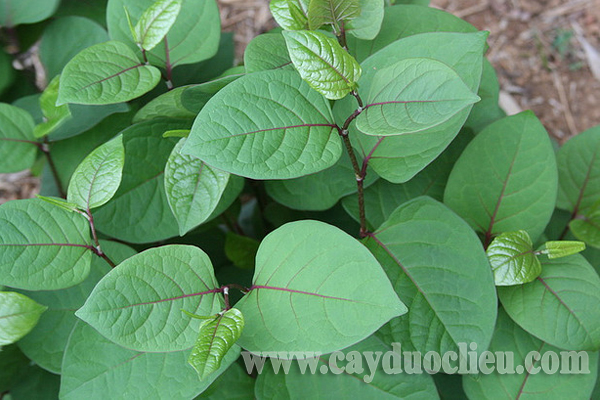 Dây bổ cốt chi