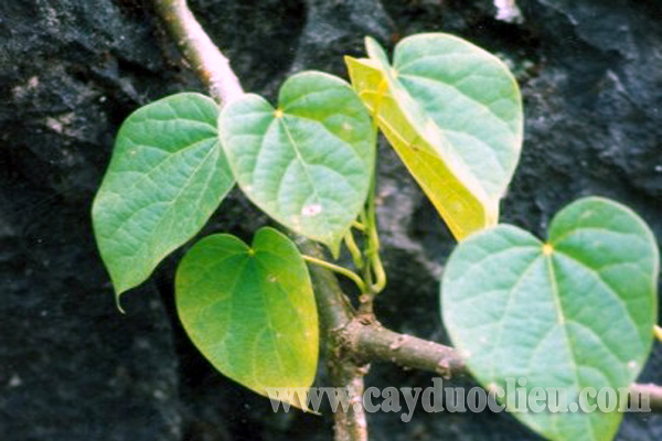 Dây đau xương