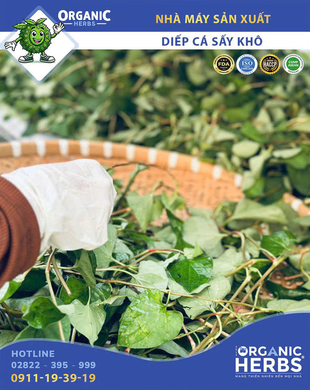 Diếp cá sấy khô