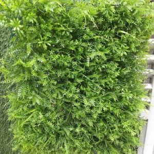 Vỉ cỏ dưng sỉ