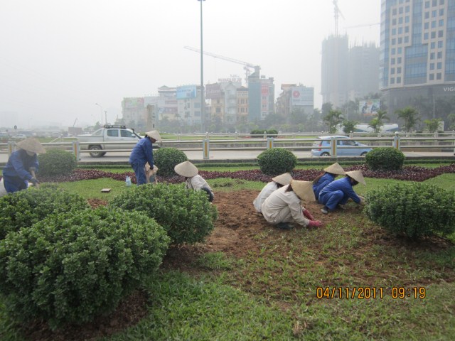 Cảnh quan cây xanh