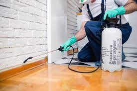 Dịch vụ diệt mối tại nhà