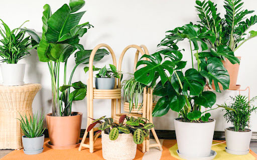 Dịch vụ bán hoa, cây cảnh