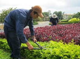 Dịch vụ bảo dưỡng chăm sóc cây xanh