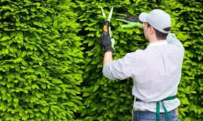 Dịch vụ cắt tỉa cây cảnh