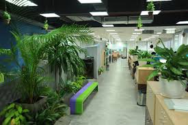 Dịch vụ cho thuê cây văn phòng