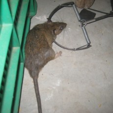Dịch vụ diệt chuột