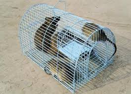 Dịch vụ diệt chuột