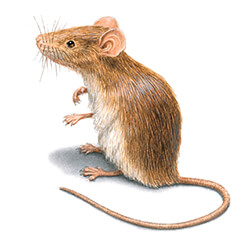Dịch vụ diệt chuột