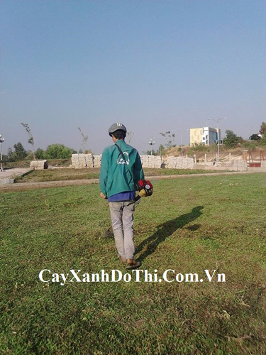 Dịch vụ bảo dưỡng cây xanh