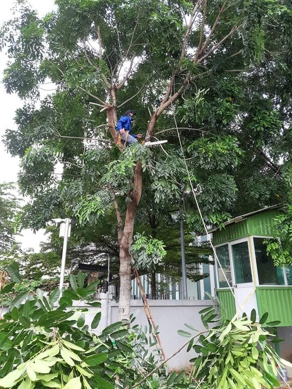 Dịch vụ cắt tỉa cây xanh