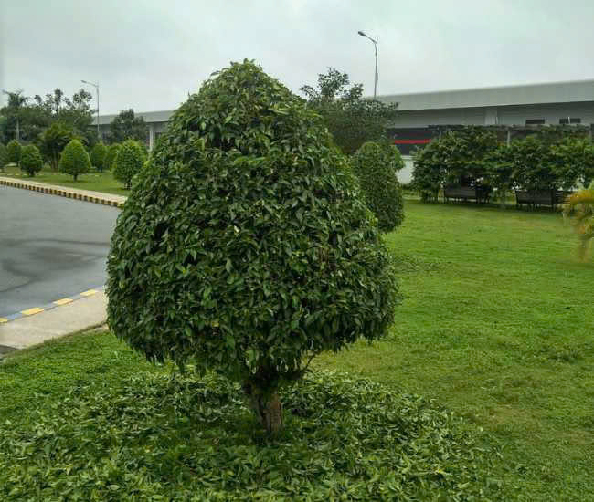 Dịch vụ chăm sóc cây xanh