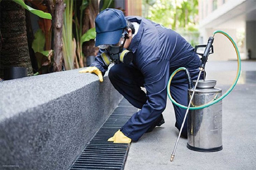 Dịch vụ diệt côn trùng