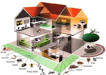 Dịch vụ phòng và diệt mối