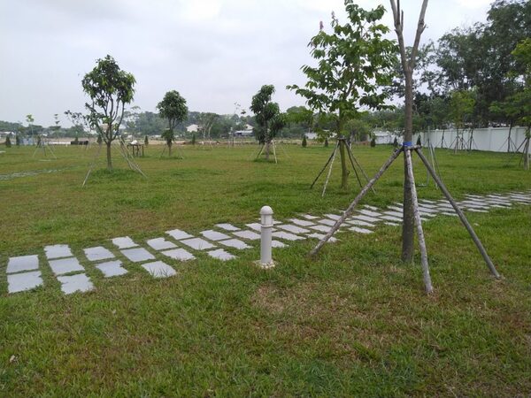 Dịch vụ trồng cây xanh, trồng cỏ
